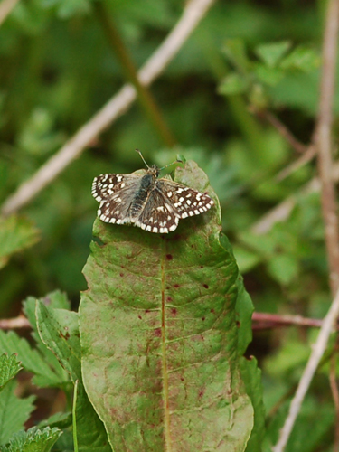 Hesperiidae Pyrgus sp
